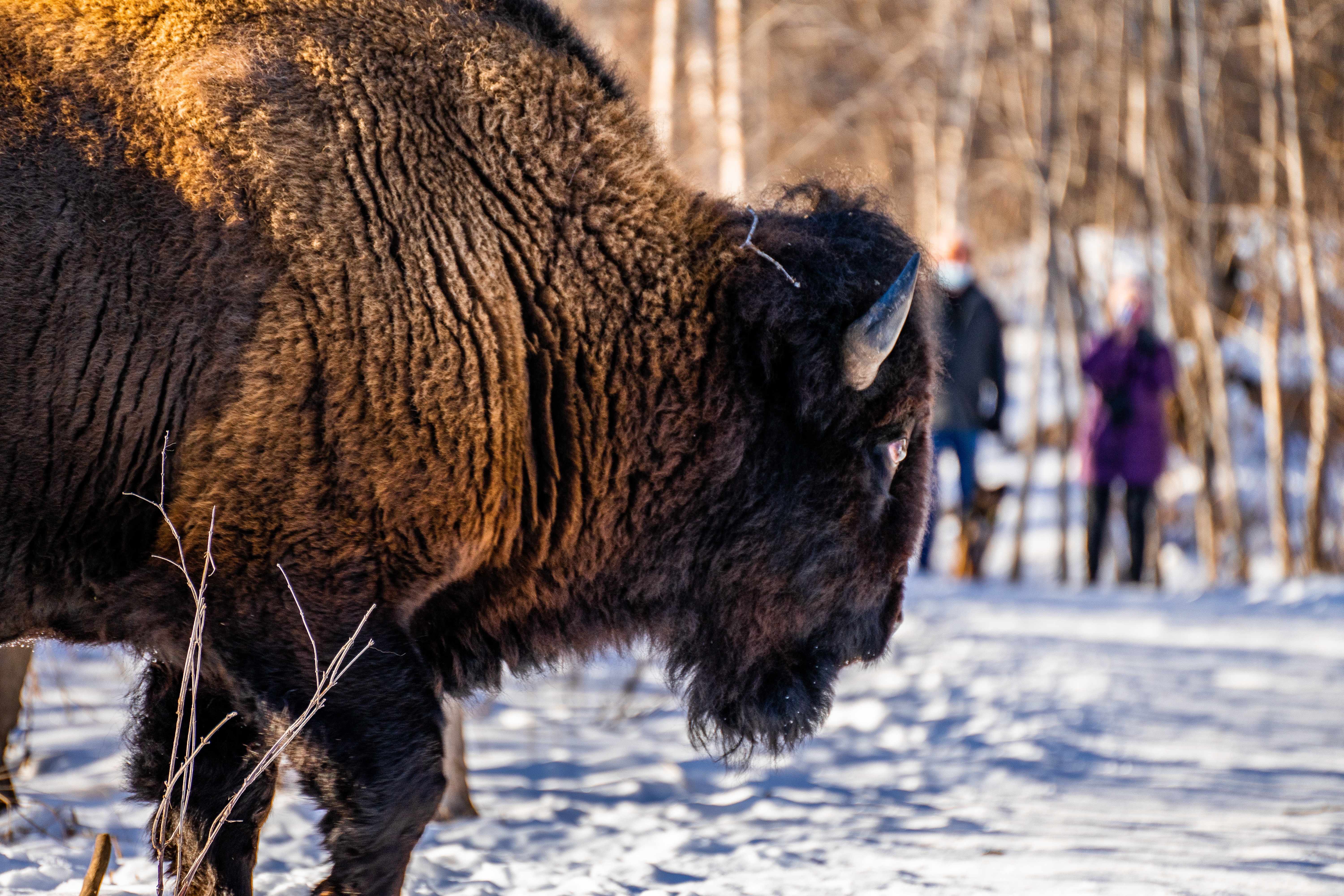 Bison at Astotin Lake RV Campground near Edmonton Alberta