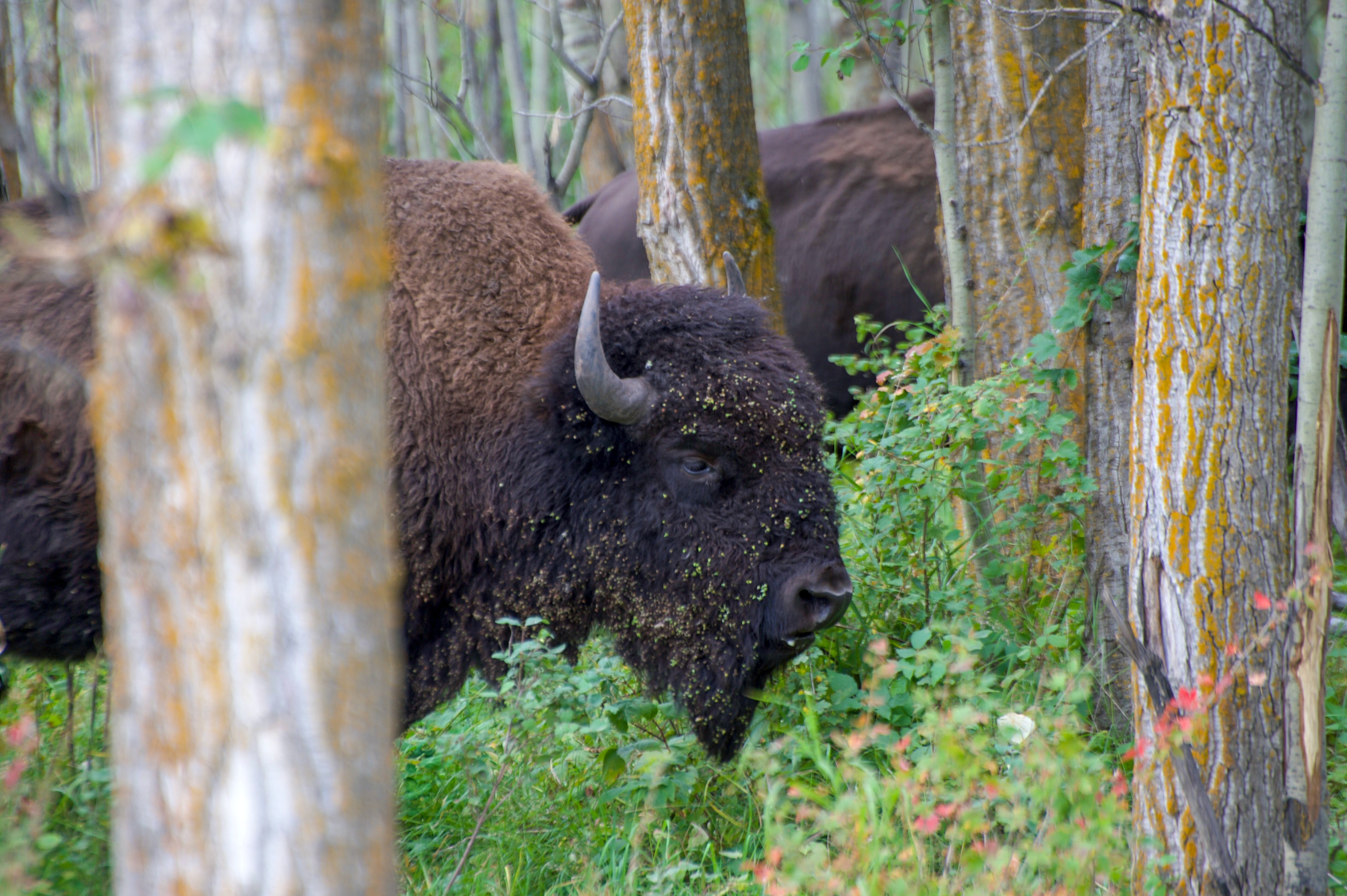 Bison at Astotin Lake Campground near Edmonton Alberta