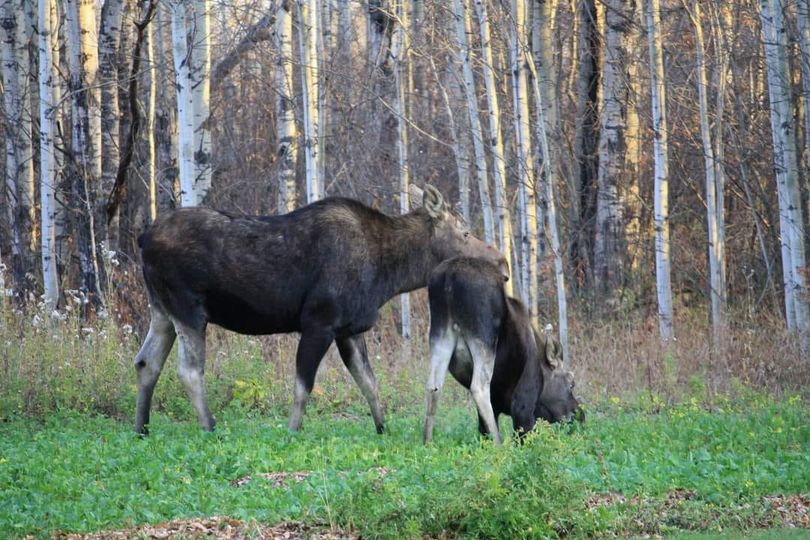 Buckridge Campground near Edmonton Alberta