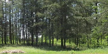 Buckridge Campground near Edmonton Alberta